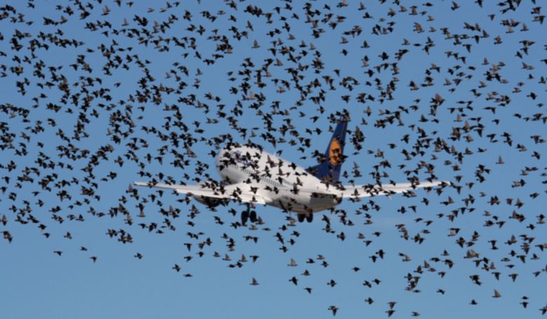Lufthansa Boeing 737-500 obscured by a flock of starlings on takeoff. Credit: vocativ.com