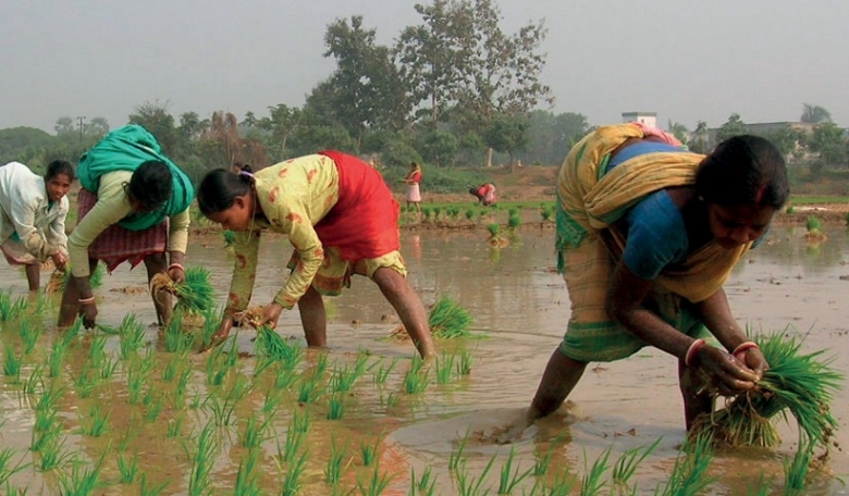 Women farmers in India planting rice.