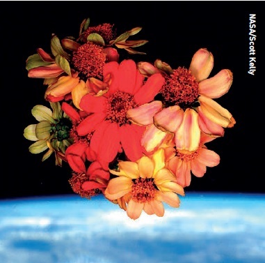 Astronaut Scott Kelly nursed dying space zinnias back to health on the ISS.