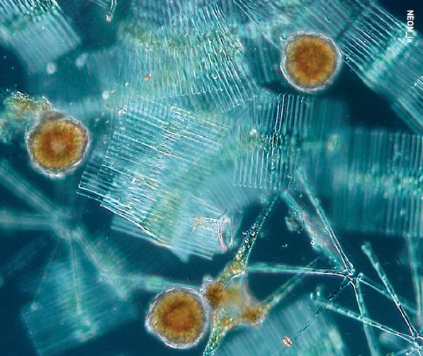 Eukaryotic organisms like this phytoplankton didnt replace prokaryotic organisms on Earth