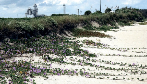 Preserving nature, like these purple flowers near Kennedy Space Center, is part of the green cosmonautics ideology