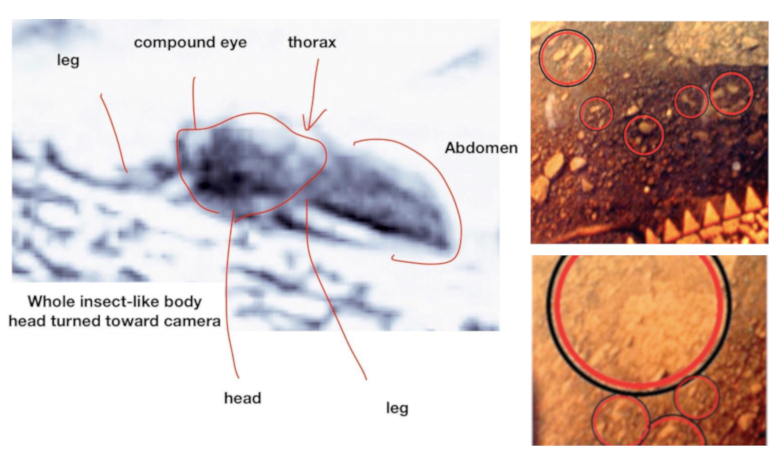 Left: Mars: Based on the scale provided in the photo from which this was extracted, this individual is estimated to be approximately 20 inches long. Image: W Romose. Right: Fungi-Mushroom-Lichen-shaped specimens on Venus. Image: R Joseph