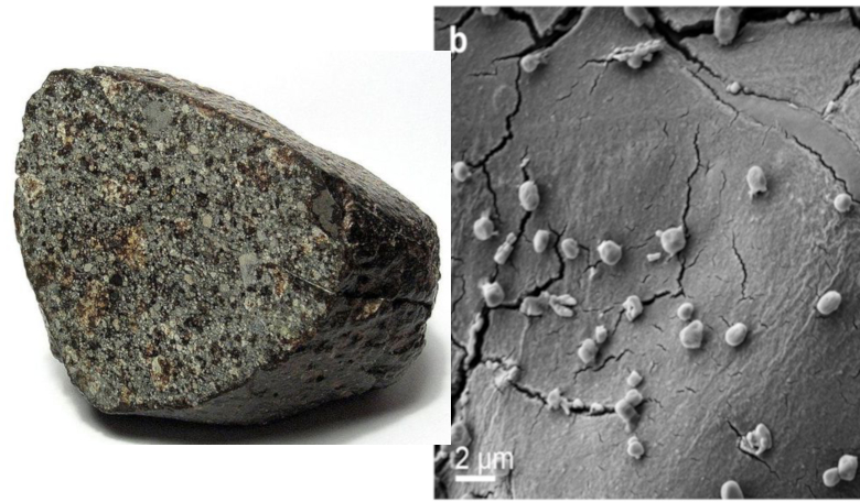Left: the meteorite dubbed NWA 1172. Right: SEM image showing M. sedula cells colonizing the surface of the meteorite particles. Image: Wikicommons / Milojevic et al, Nature, 2019