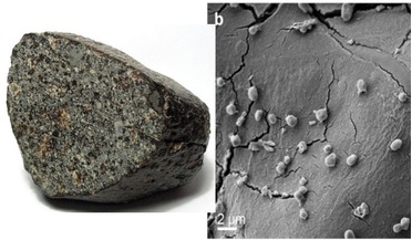 Archaean, M. sedula, Metallosphaera sedula, meteorites, prokaryote