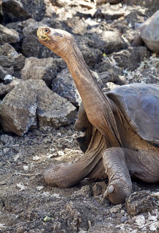 On islands dominated by tall cacti the Galapagos tortoise evolved a carapace that folds upward