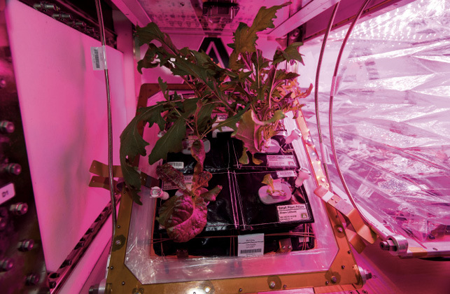 Mizuna red romaine lettuce and Tokyo bekana grown in Veggie unit in the ISS.