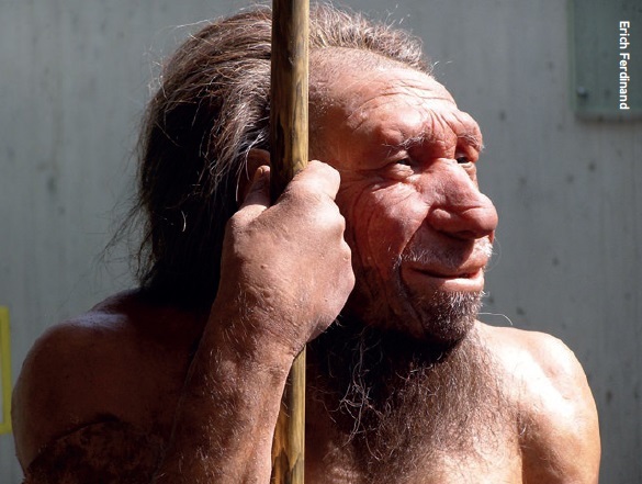 Neanderthals could n’t compete with Homo sapiens