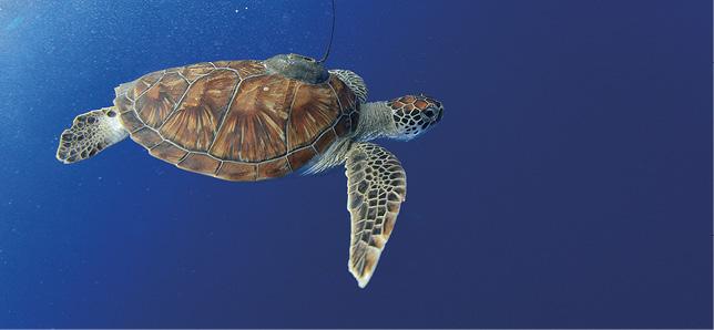 Sea turtles serve as key indicators of ocean health because their wellbeing depends