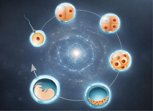 A fertilised egg will be particularly vulnerable to space conditions during the stages of division...