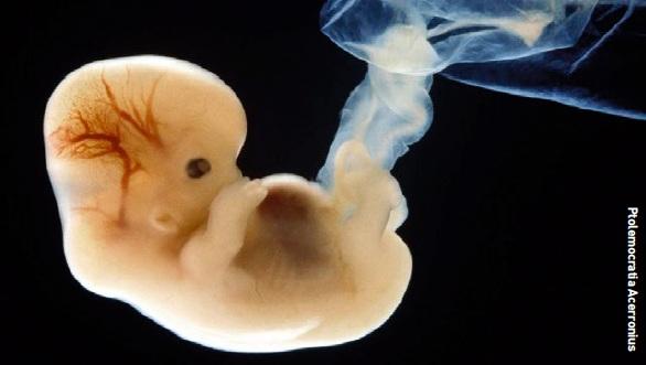 A space embryo will face a particular risk in the organogenesis process...