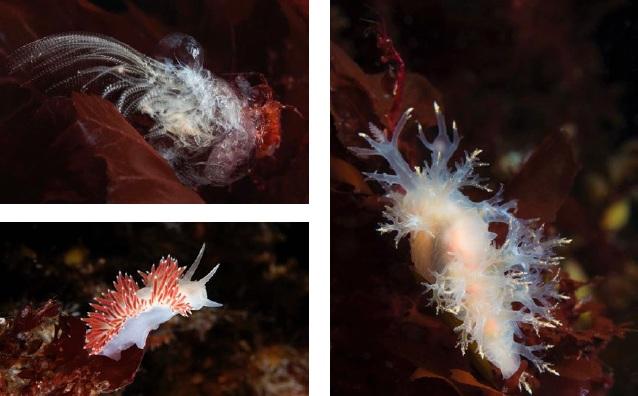 White Sea underwater macrophotography.